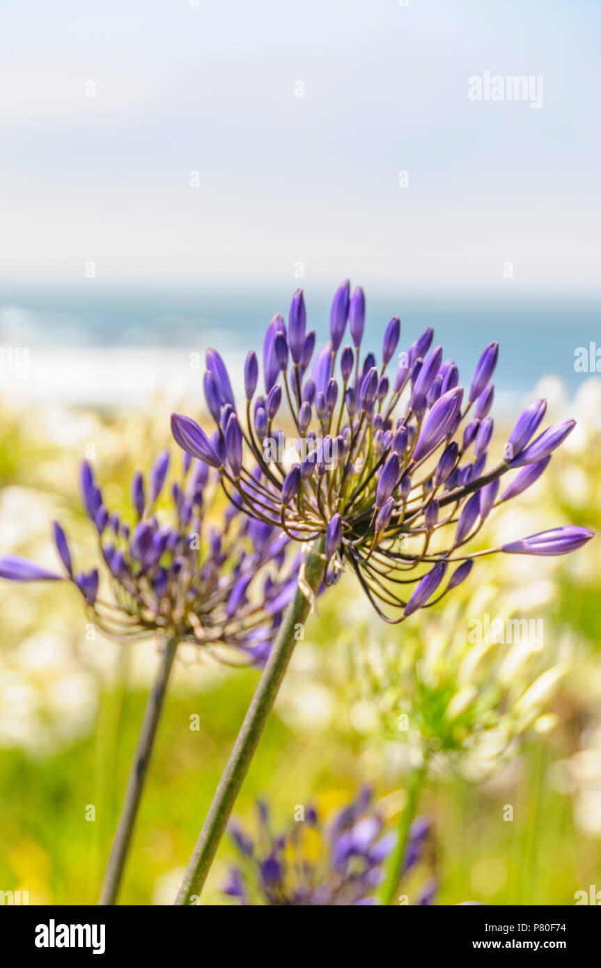 Un campo di Triteleia laxa Foto Stock
