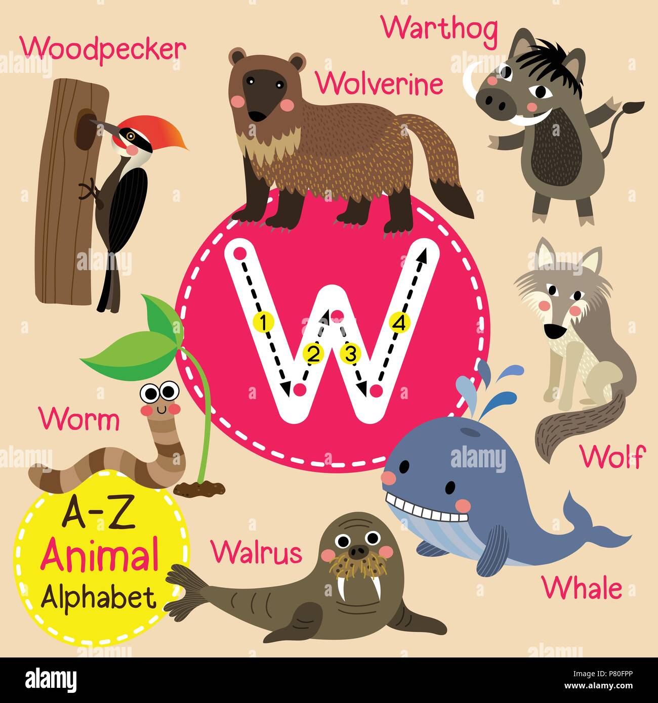 Carino lo zoo per bambini alfabeto lettera W tracing di animale divertente cartone animato per bambini imparare il vocabolario di inglese Illustrazione Vettoriale