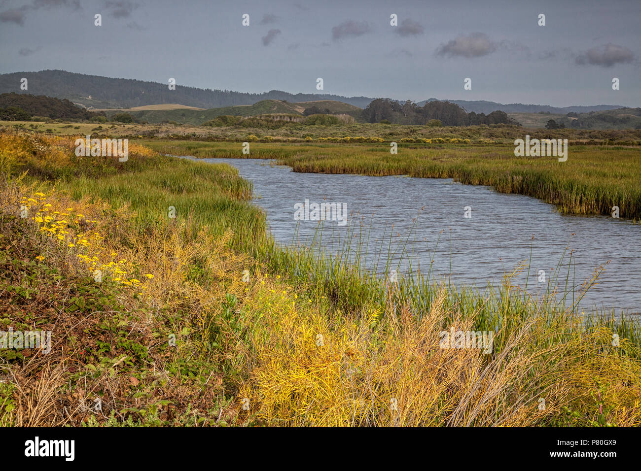 Pescadero Marsh, San Mateo County, California Foto Stock