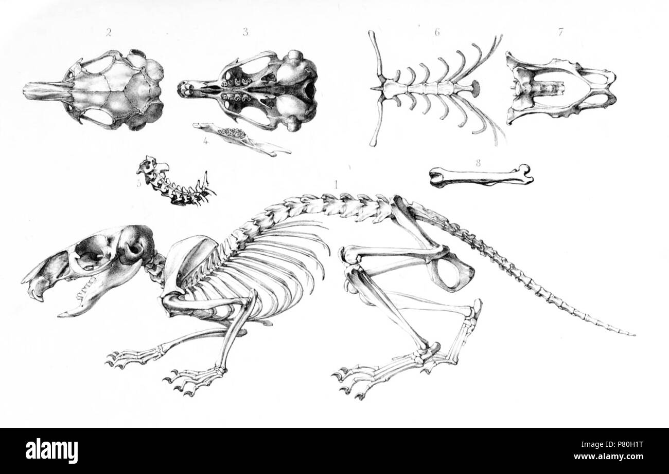 Pectinator spekei, dello scheletro 1 scheletro cranio 2 dal di sopra 3 cranio da 4 sotto il lato sinistro della mascella inferiore 5 cervicale e parte del tratto toracico della colonna vertebrale 6 dello sterno, episternum, clavicles e cartilagini costiera 7 Bacino 8 femore . 1871 307 scheletro Pectinator Wagner Foto Stock