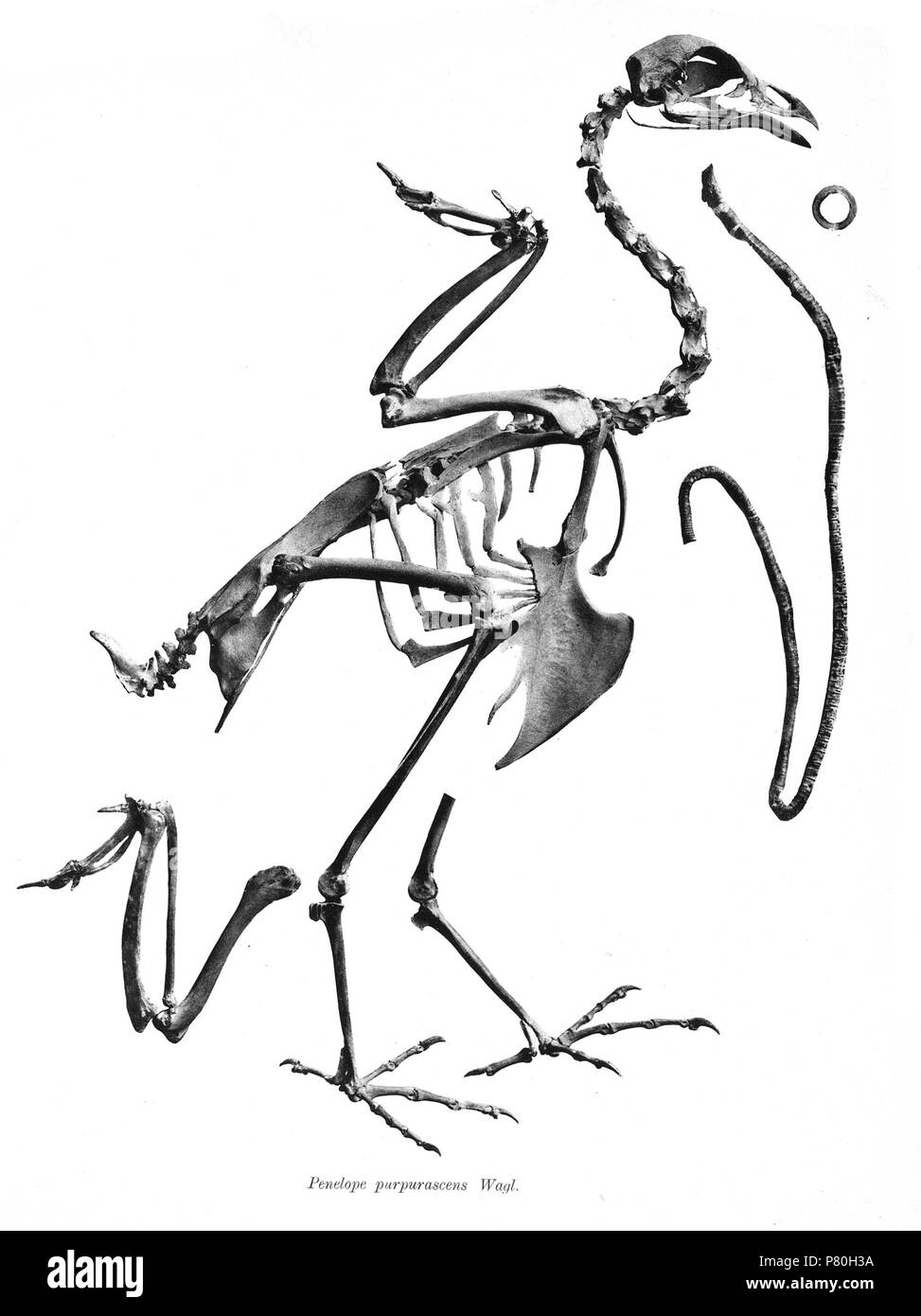Scheletri di uccelli. Notare che la corrente i nomi scientifici devono essere verificati. Penelope purpurascens . 1897 308 Penelope purpurascens 178 Foto Stock