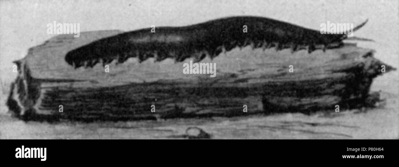Inglese: Peripatus. Un ampiamente distribuito di vecchio stile tipo di animale, un po' come un permanente caterpillar. Essa presenta affinità sia con i vermi e con gli insetti. Esso ha una pelle vellutata, minute diamond-like occhi e breve moncone-come le gambe. Un inerme, weaponless animale, esce di notte ed è detto per catturare piccoli insetti da schizzare getti di fango dalla sua bocca. 1922 308 Peripatus Foto Stock