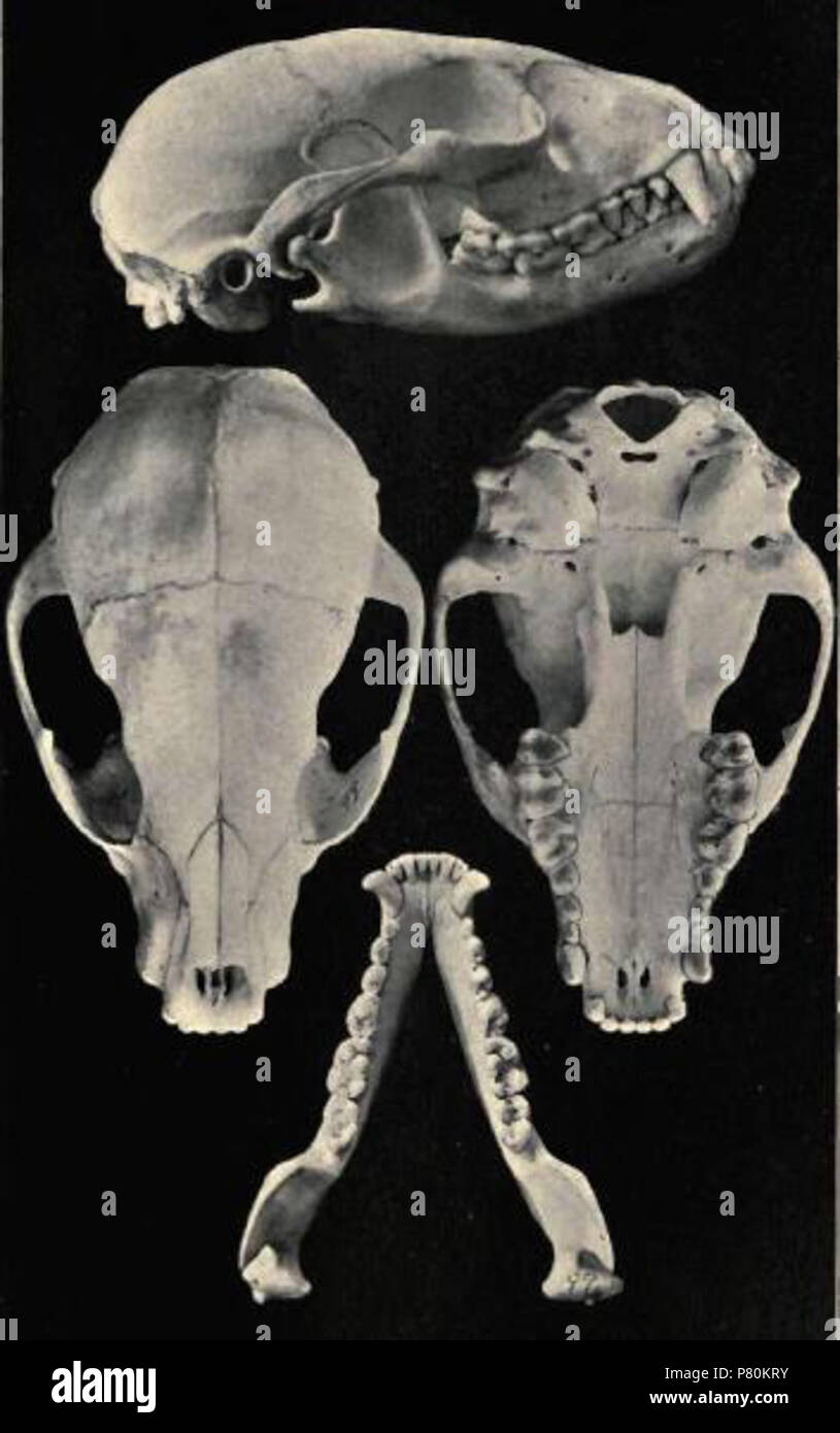 Inglese: Raccoon cranio . 1904 324 Raccoonskull Foto Stock