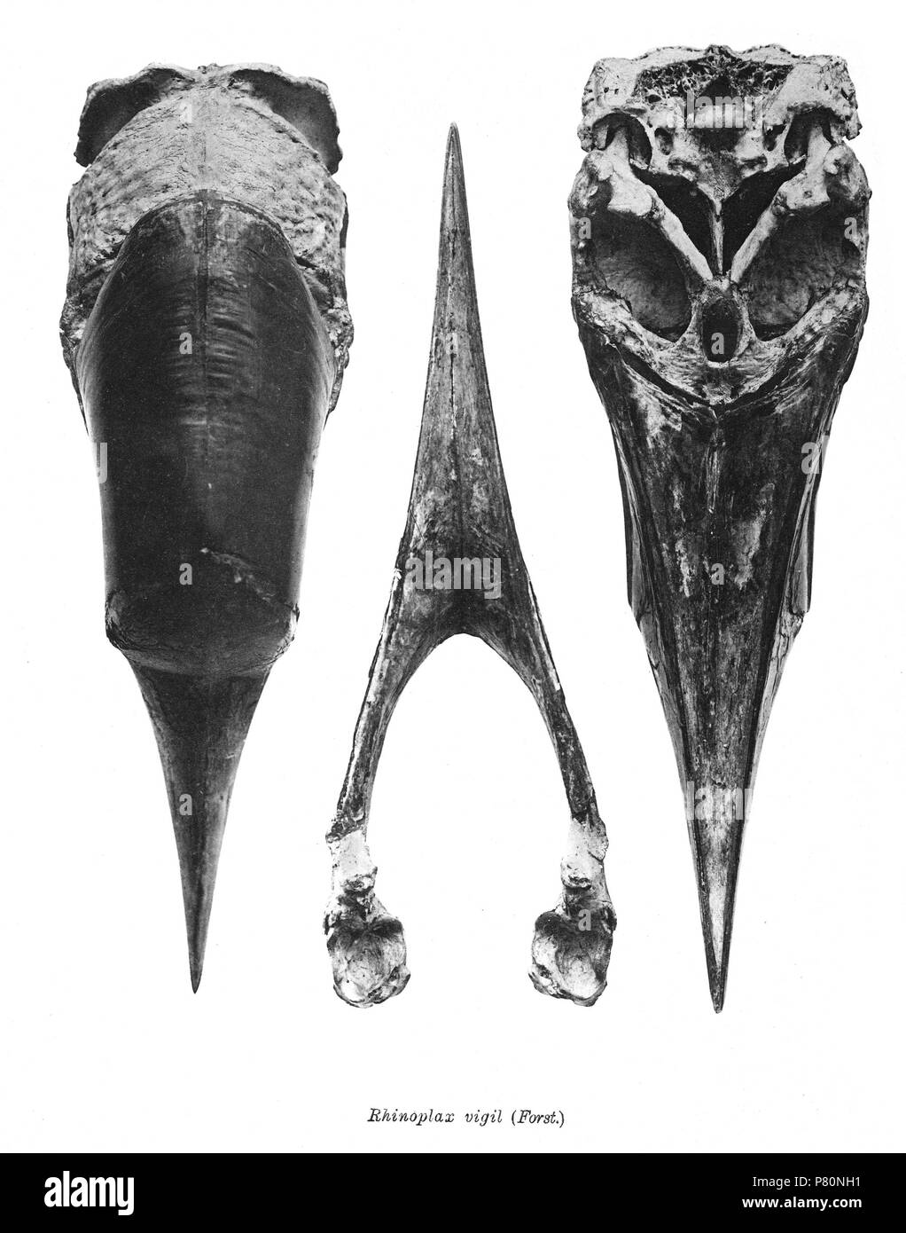 Scheletri di uccelli. Notare che la corrente i nomi scientifici devono essere verificati. Veglia Rhinoplax . 1897 333 veglia Rhinoplax 223 Foto Stock