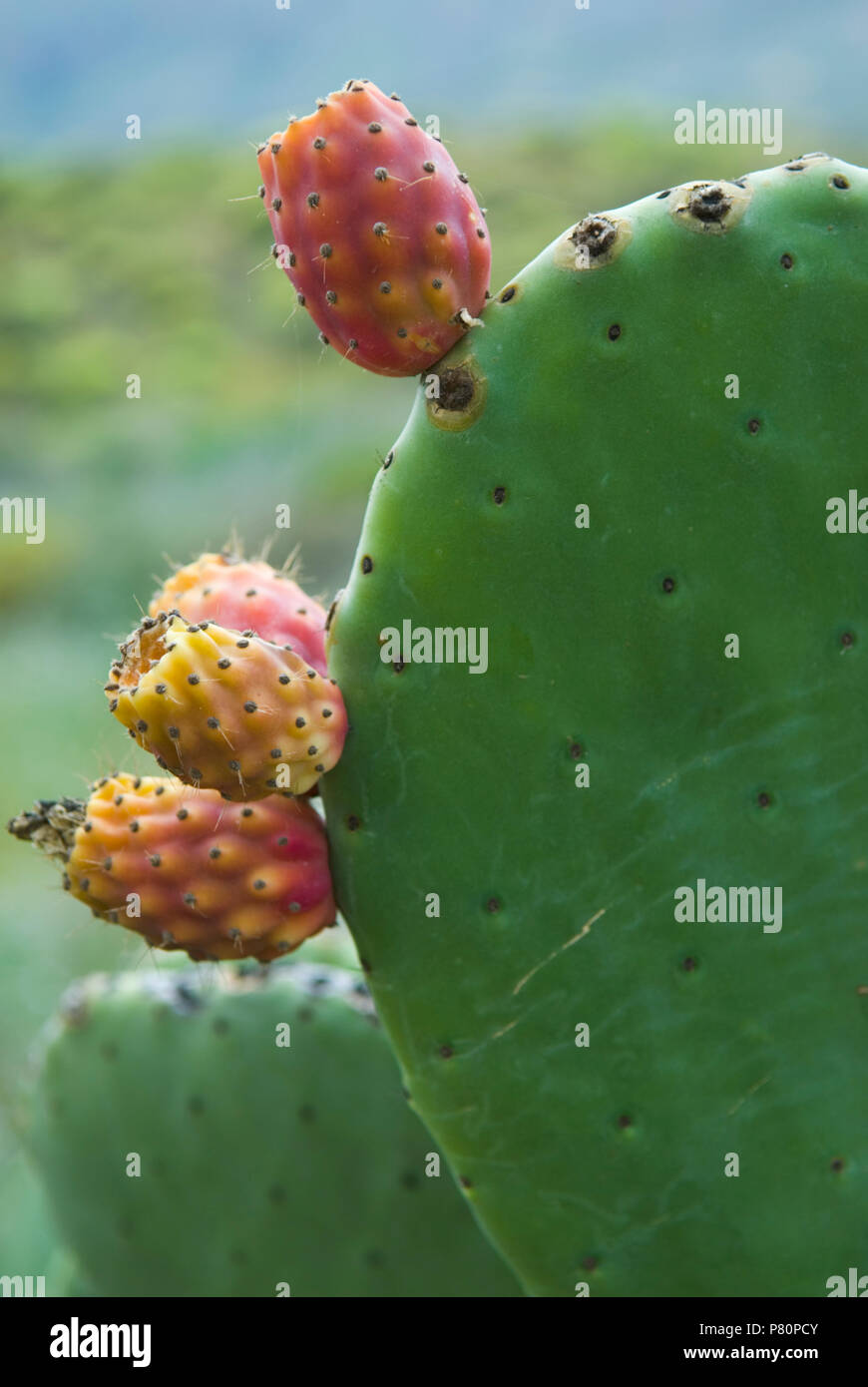 Spagna - Canarie - Gran Canaria - Close up di cactus Foto Stock