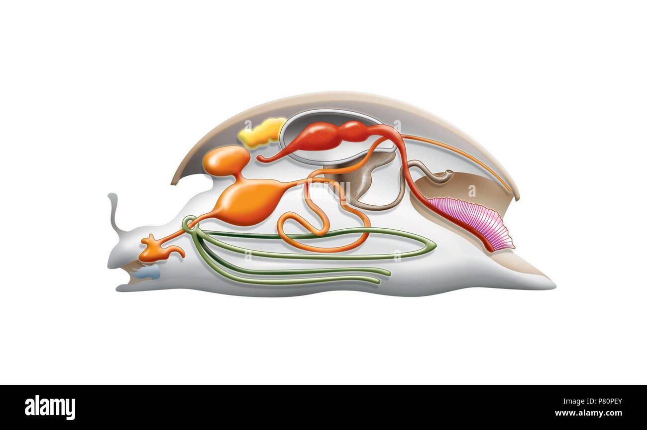 Anatomia di una lumaca comune. Foto Stock