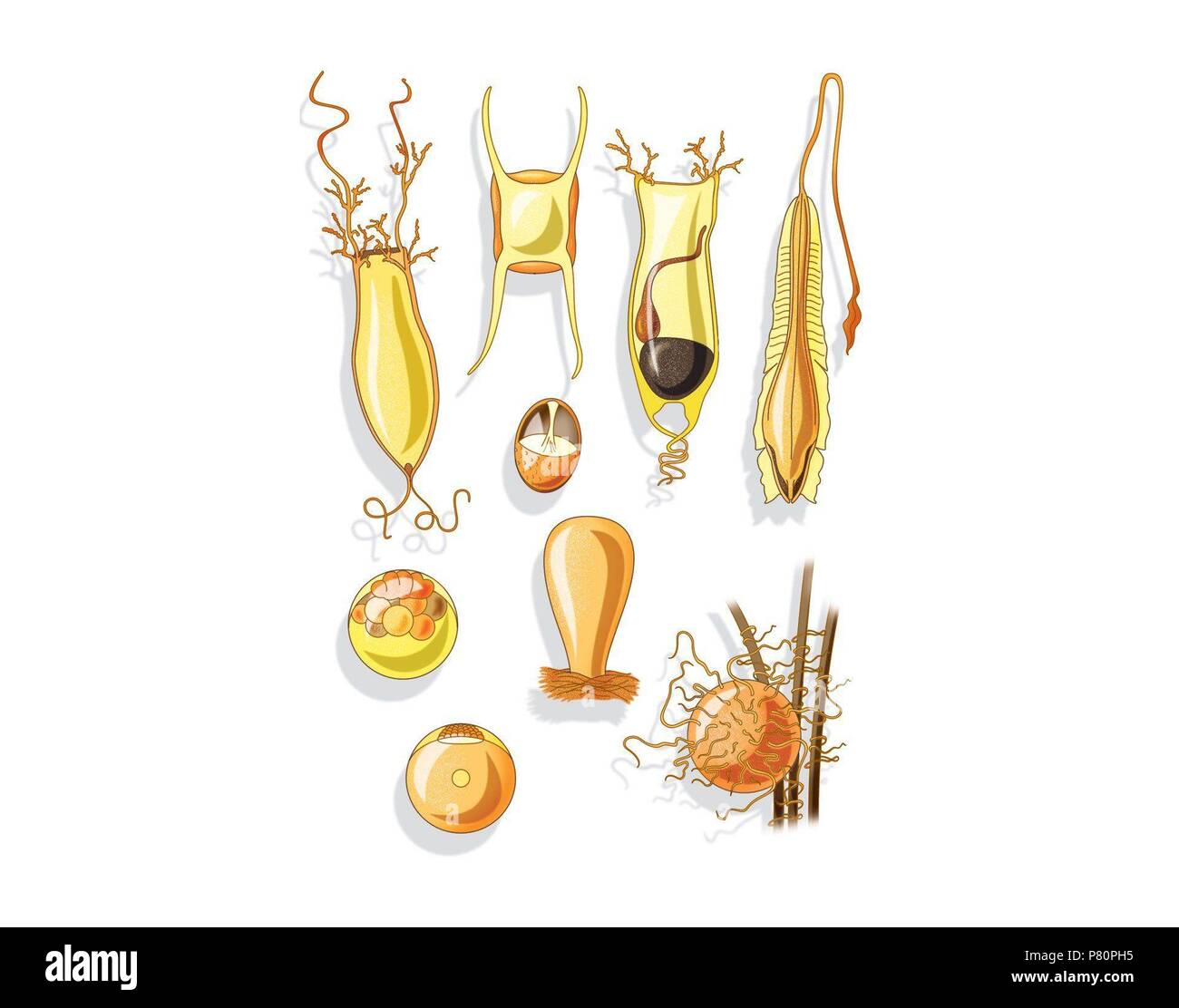 Animali marini la riproduzione. Foto Stock