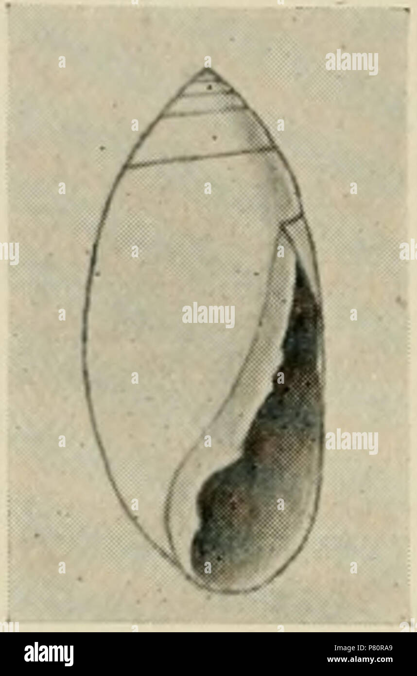 Inglese: una illustrazione del padiglione auricolare socotrensis dalla Storia Naturale di Sokotra e Abd el-Kuri. 1903 29 padiglione auricolare socotrensis Foto Stock