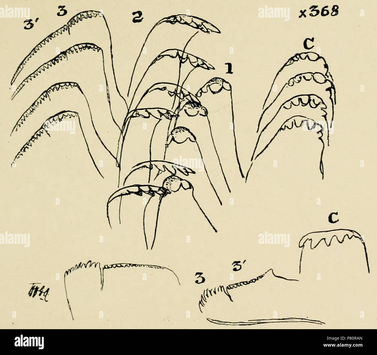 Inglese: una illustrazione della radula di Lithidion lithidion dalla Storia Naturale di Sokotra e Abd el-Kuri. 1903 325 Radula di Lithidion lithidion Foto Stock