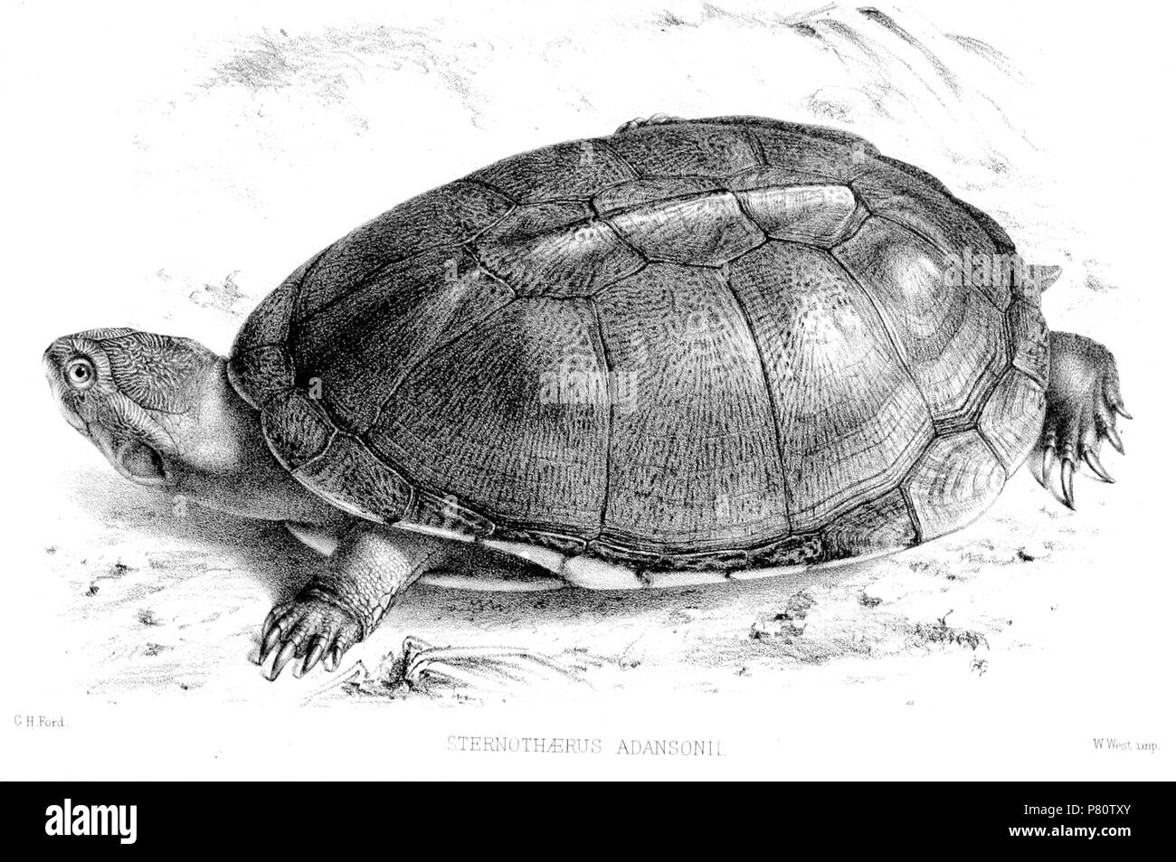Sternothaerus adansonii = Pelusios adansonii (Schweigger, 1812) Inglese: Adanson's Turtle . 1864 (pubblicato 1865) 356 SternothaerusAdansoniiFord Foto Stock