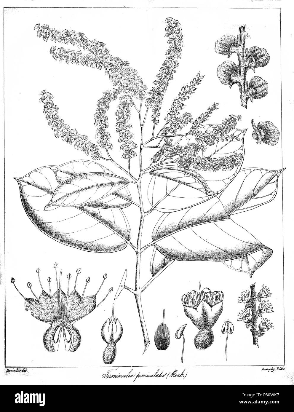N/A. N/A 369 Terminalia paniculata Govindoo Foto Stock