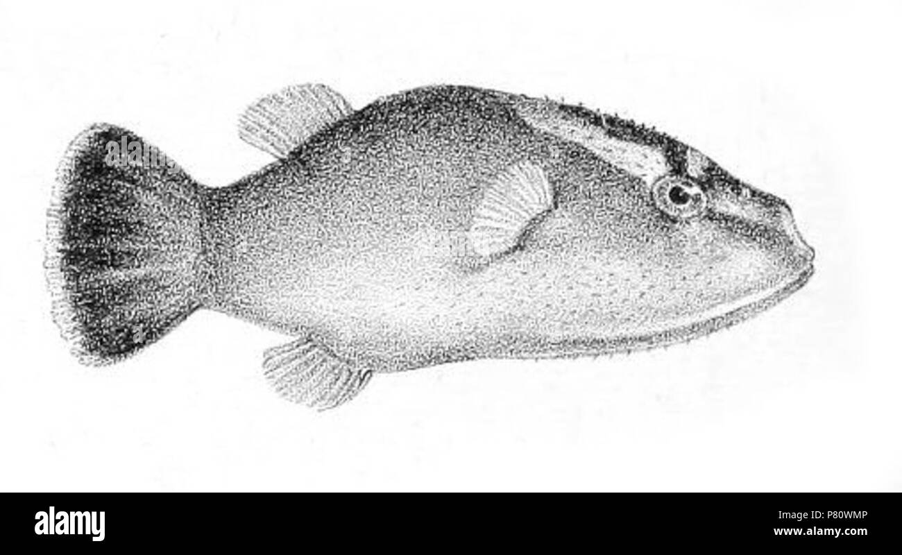 N/A. N/A 369 Tetrodon borneensis Foto Stock