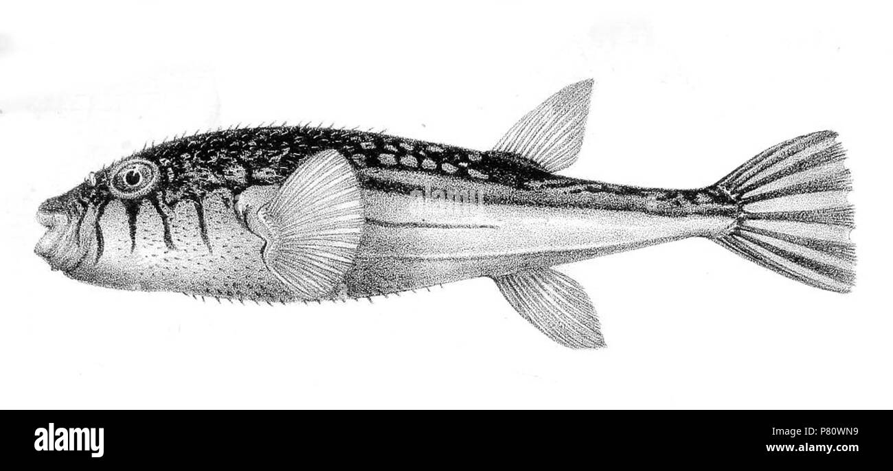 N/A. N/A 369 Tetrodon pleurogramma Foto Stock