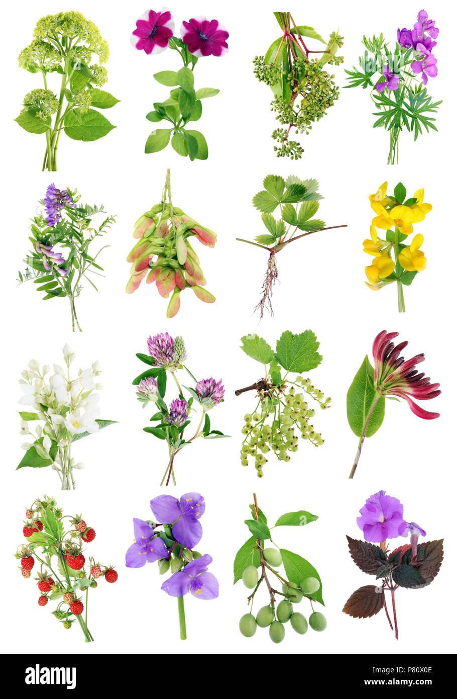 Giugno estiva europea piante selvatiche e fiori set. Isolato su bianco studio riprese macro. Le immagini a grandezza trovare nel mio portafoglio Foto Stock