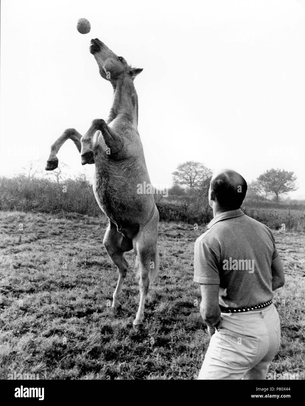Cavallo sulla testata, Inghilterra, Gran Bretagna Foto Stock