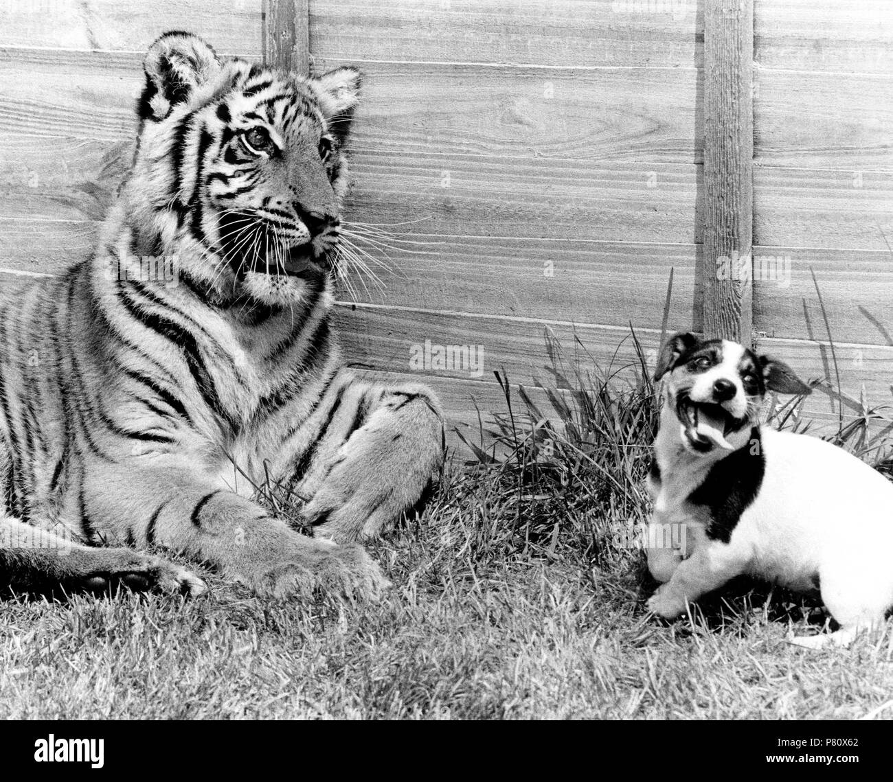 Doggy gioca con una tigre, Inghilterra, Gran Bretagna Foto Stock