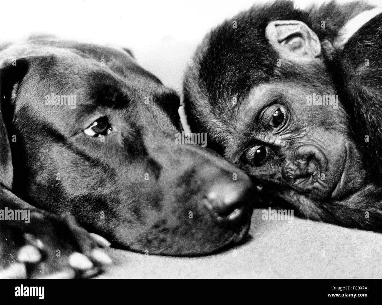 Gorilla e cane dormire, Inghilterra, Gran Bretagna Foto Stock