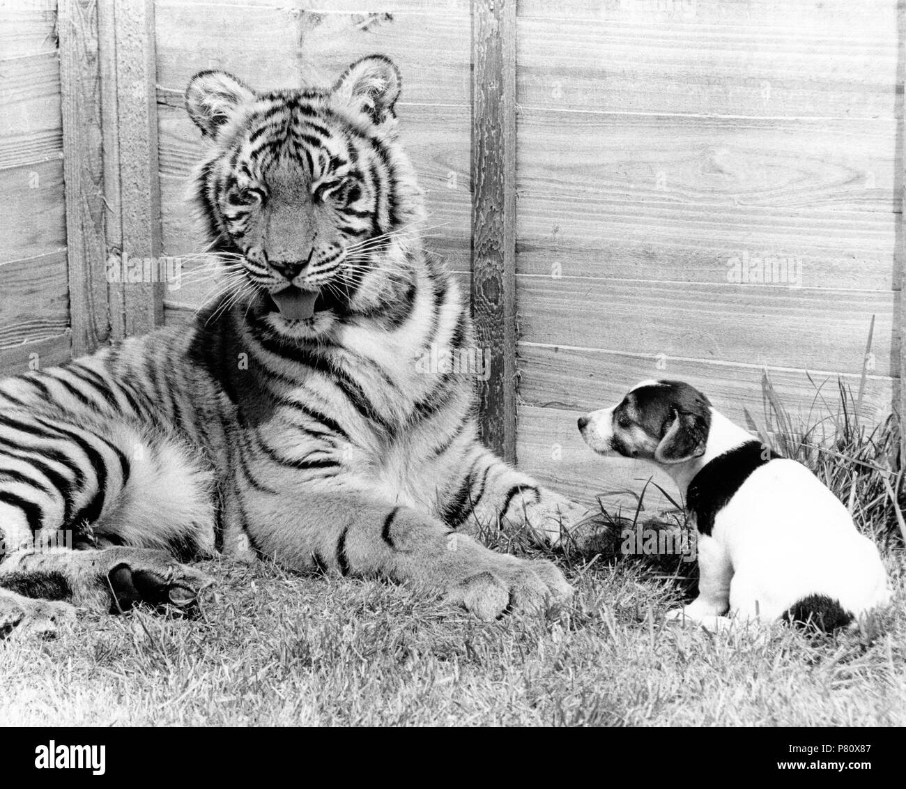Tiger e piccolo cane, Inghilterra, Gran Bretagna Foto Stock