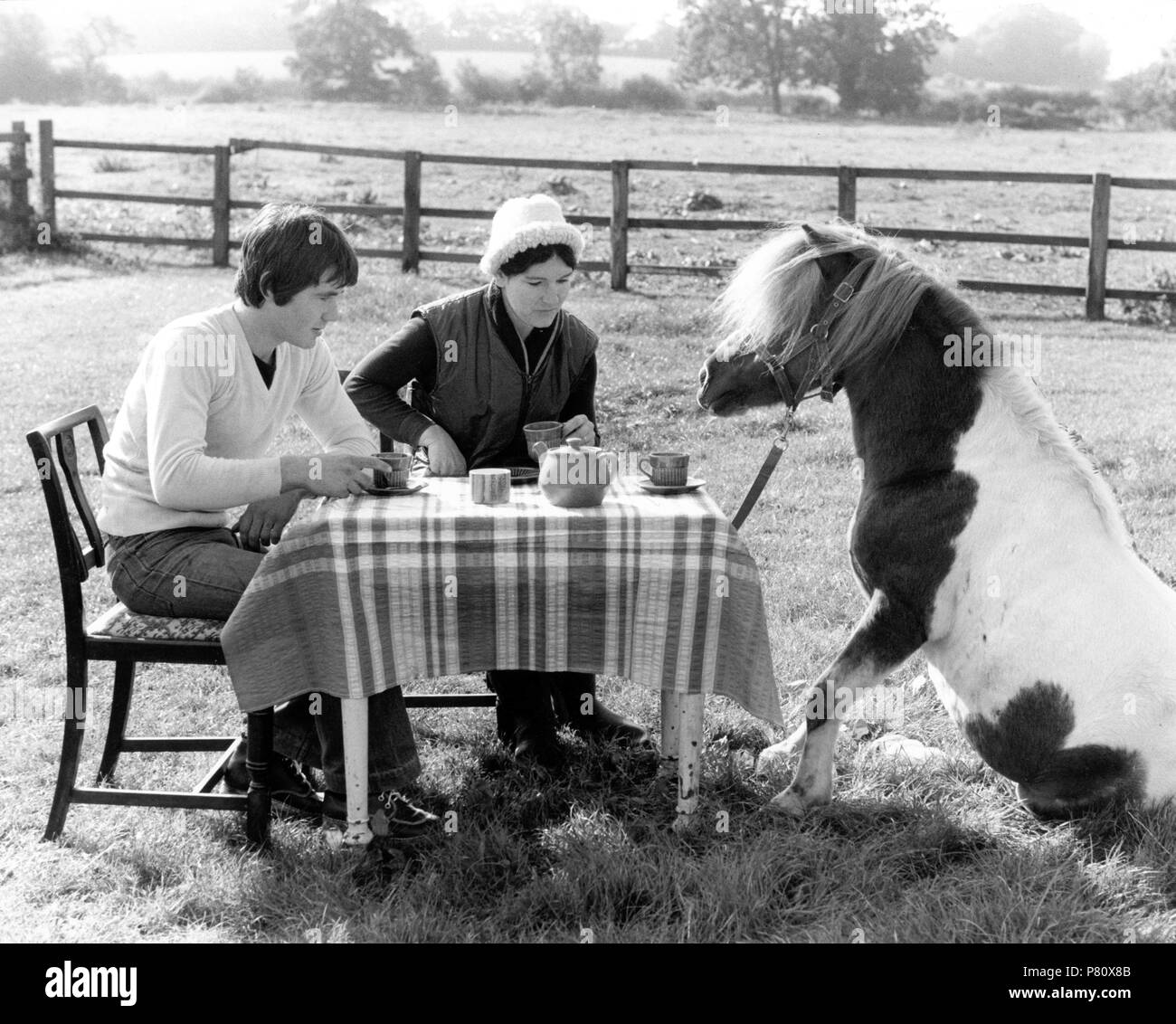 Cavallo di pic-nic con la gente, Inghilterra, Gran Bretagna Foto Stock