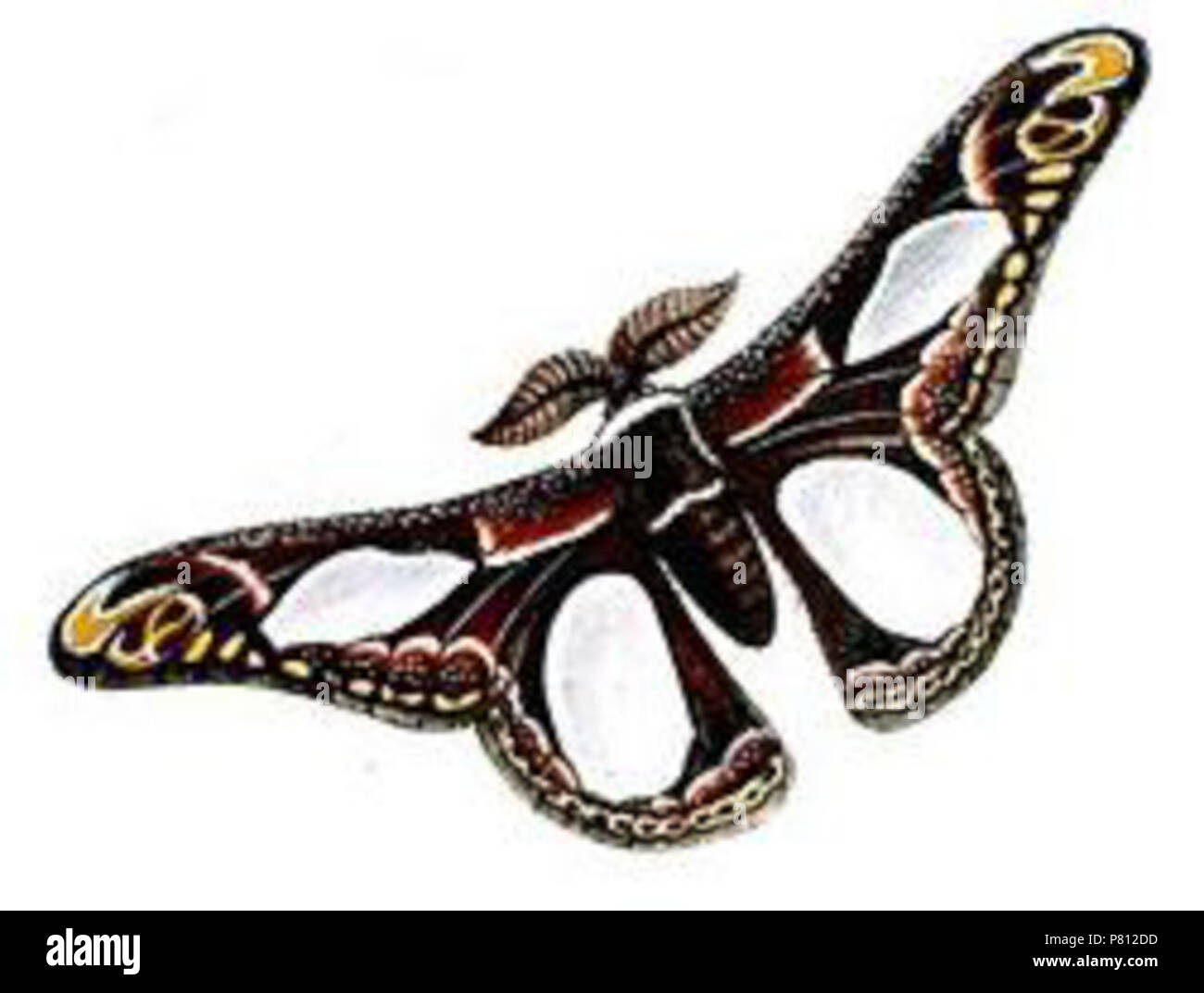 (In basso a destra) S[aturnia] Zacateca = Rothschildia zacateca (Westwood, 1853) . 1853 (pubblicato 1854) 336 Rothschildia zacateca Foto Stock