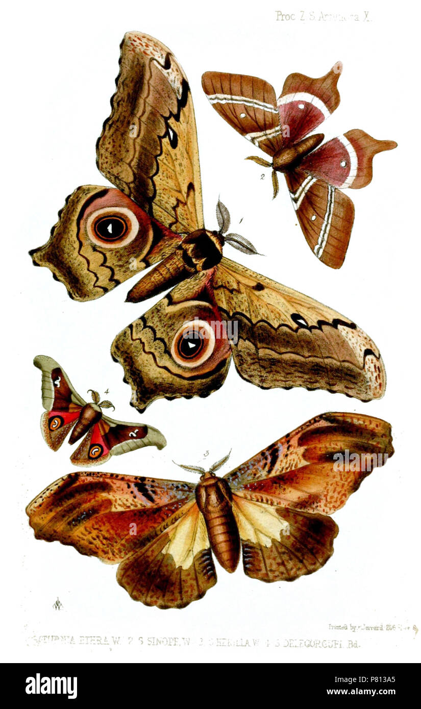 (Centro) Saturnia Ethra W. = atleti ethra (Westwood, 1849), (top) S[aturnia] Sinope W. = Urota sinope (Westwood, 1849), (fondo) S[aturnia] Herilla W. = Micragone herilla (Westwood, 1849) (sinistra) S[aturnia] Delegorguei W. = Ludia delegorguei Boisduval (1847) . 1849 (pubblicato 1850) 341 Saturnia3Westwood Foto Stock
