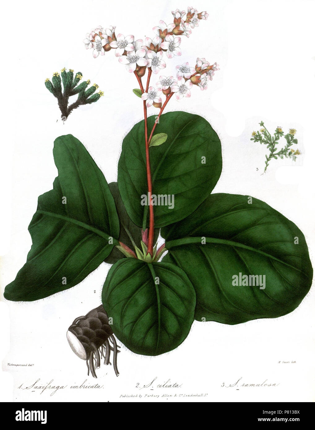 Saxifraga specie . 1839 341 SaxifragaRoyle Foto Stock