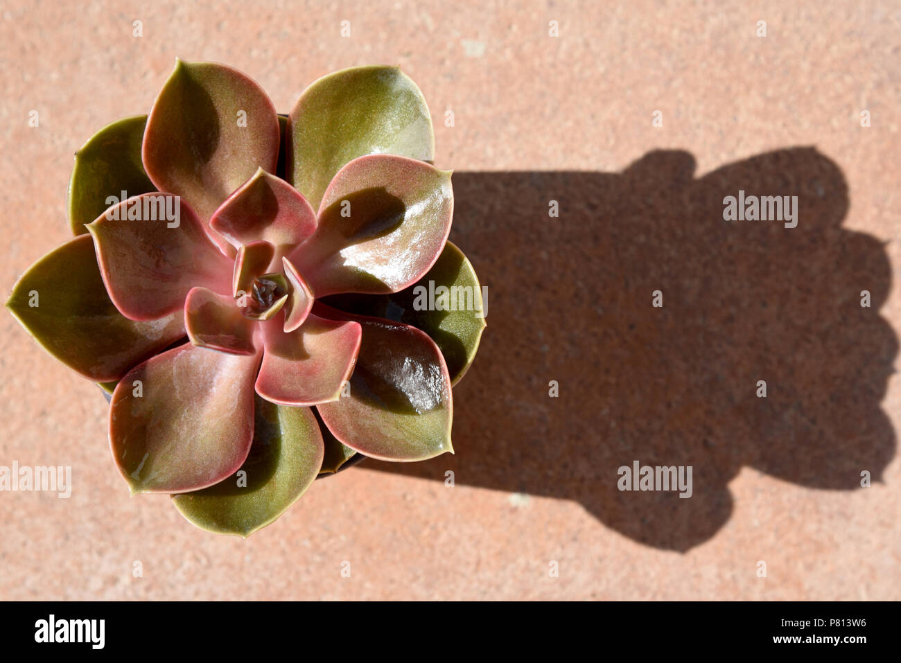 Piante succulente su POTS Foto Stock