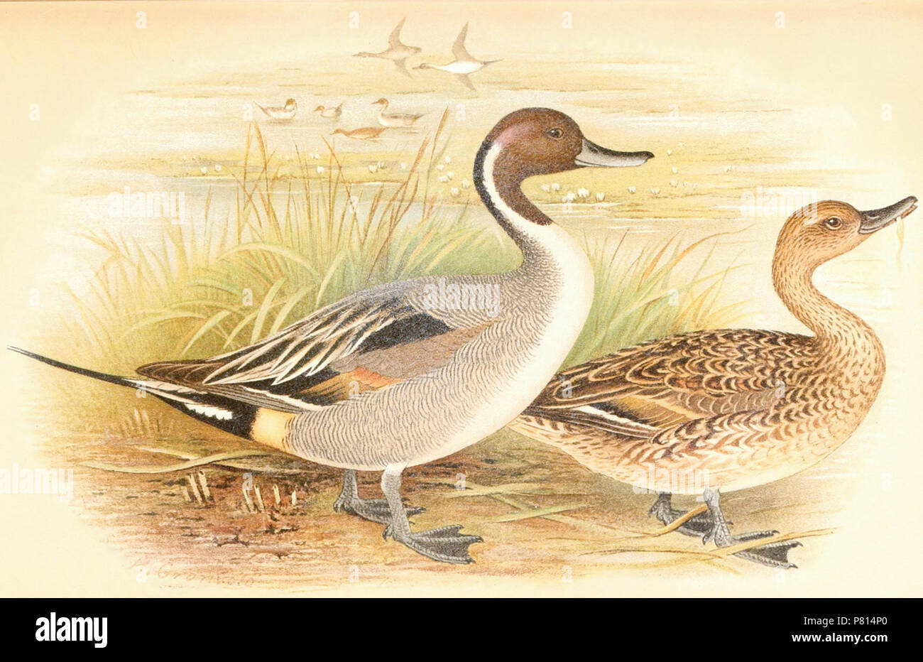 Inglese: il codone Dafila acuta = Anas acuta (Northern Pintail) Français : il codone Dafila acuta = Anas acuta (Canard pilet) . 1921 21 Anas acuta 1921 Foto Stock