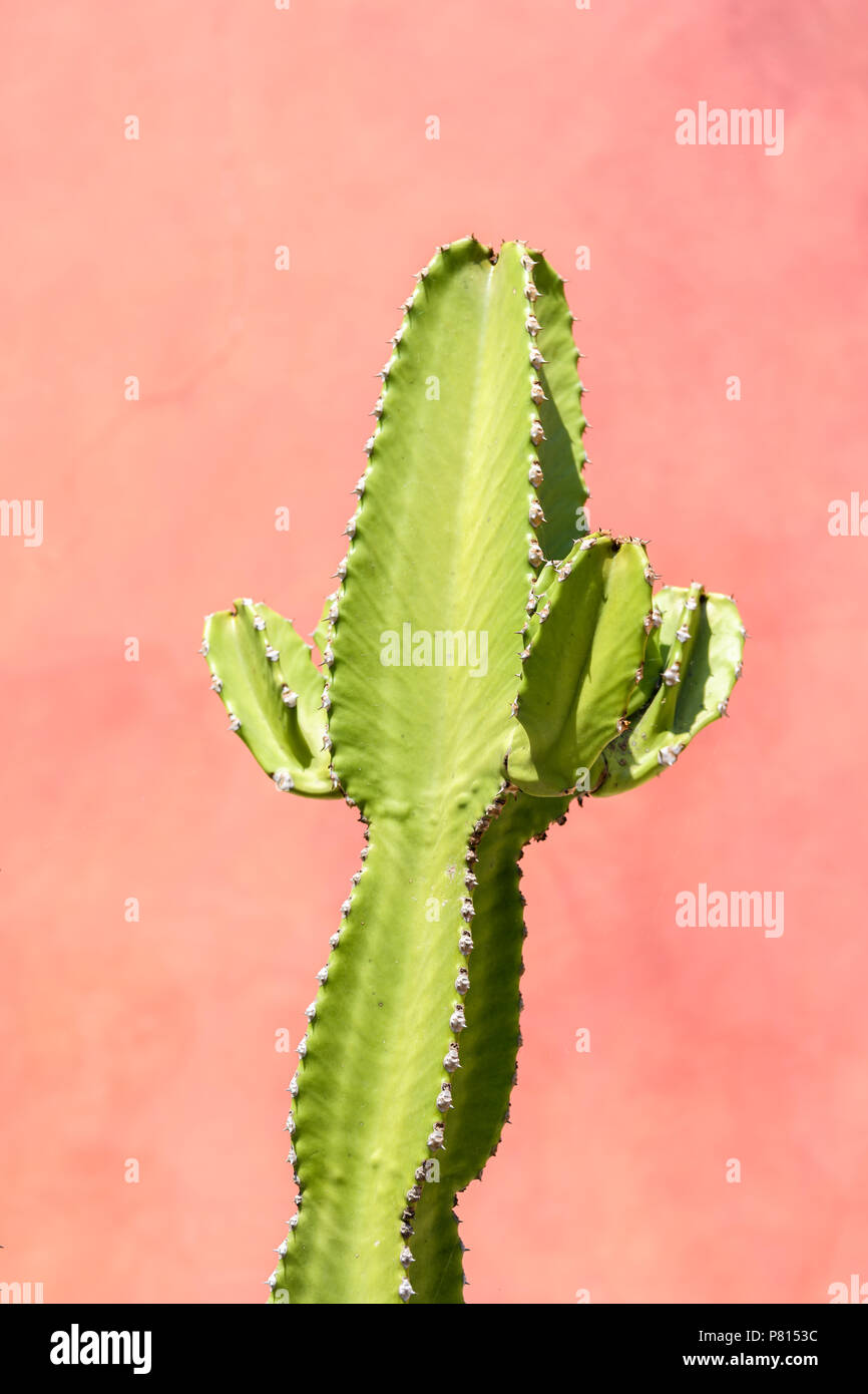 Cactus verde vicino fino Foto Stock