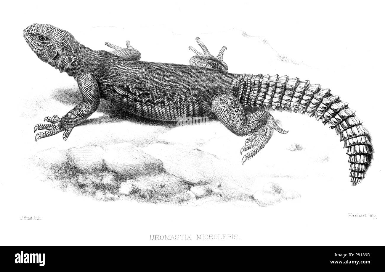 N/A. N/A 382 UromastyxMicrolepisSmit Foto Stock