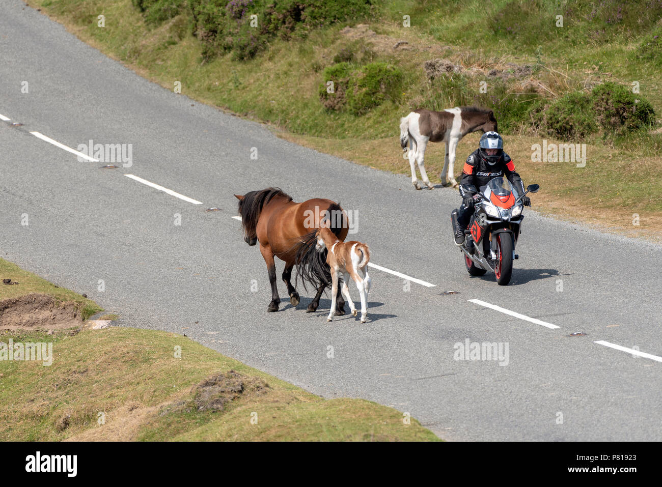 Pony a camminare su una strada nel Parco Nazionale di Dartmoor nel Devon, Inghilterra, Regno Unito un motociclista si è fermato per consentire agli animali di passare. Foto Stock