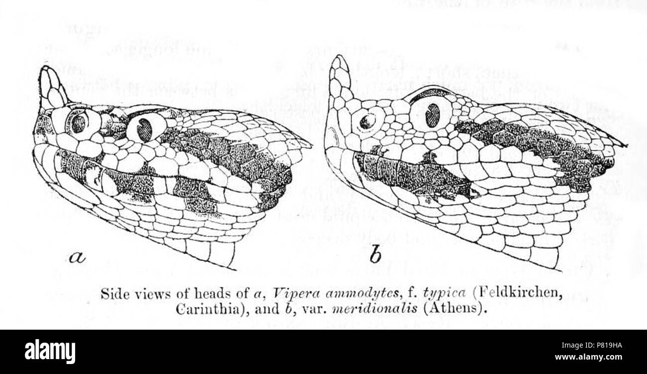 N/A. N/A 393 Vipera ammodytes 1903 Foto Stock