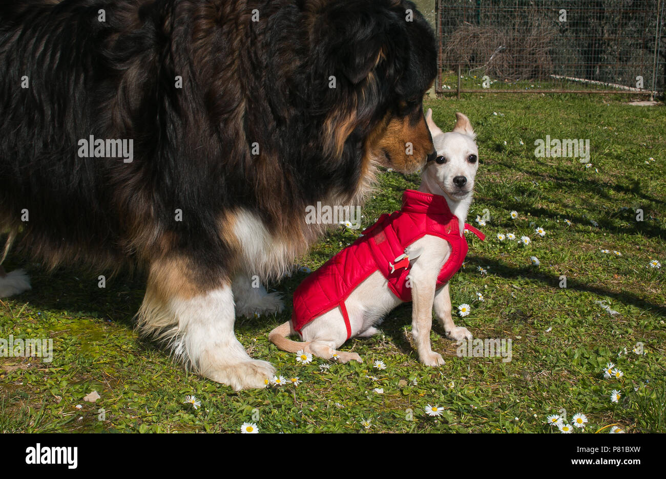 Ritratto di simpatici cani: Australian Shepherd e pinscher cucciolo - Chihuahua Foto Stock