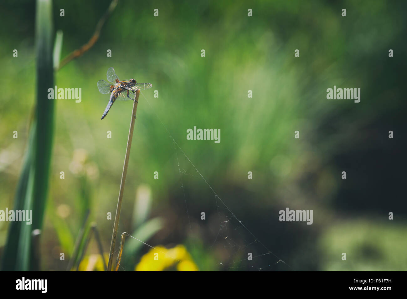 Estate wetland prato con dragonfly poggiante su erba secca gambo su sfocato sfondo verde Foto Stock