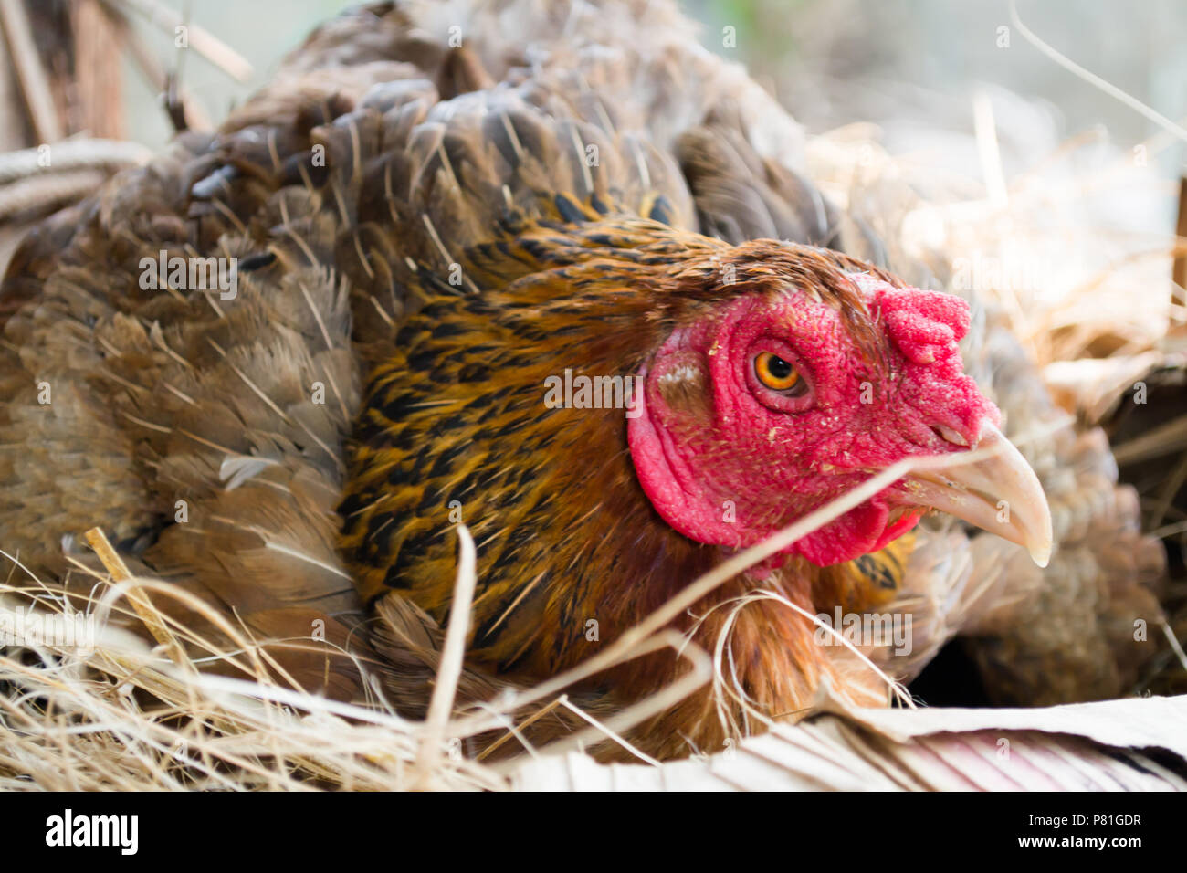 Rosolare le galline sono di schiusa in fattoria. Foto Stock