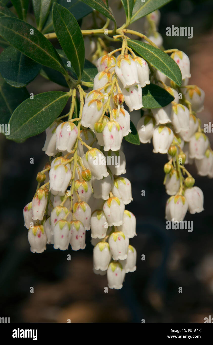 Una Montagna neve bush in piena fioritura nei giardini botanici di Birmingham in Birmingham, Alabama Foto Stock