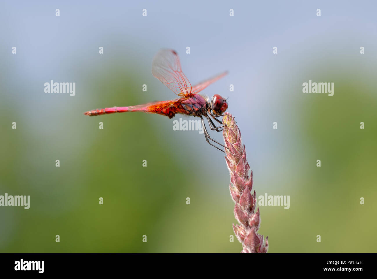 Crocothemis erythraea è una specie di libellula nella famiglia Libellulidae aka ampia scarlet, comune scarlet-darter, scarlet darter e scarlatto dragonfly. Maschio in habitat. Foto Stock