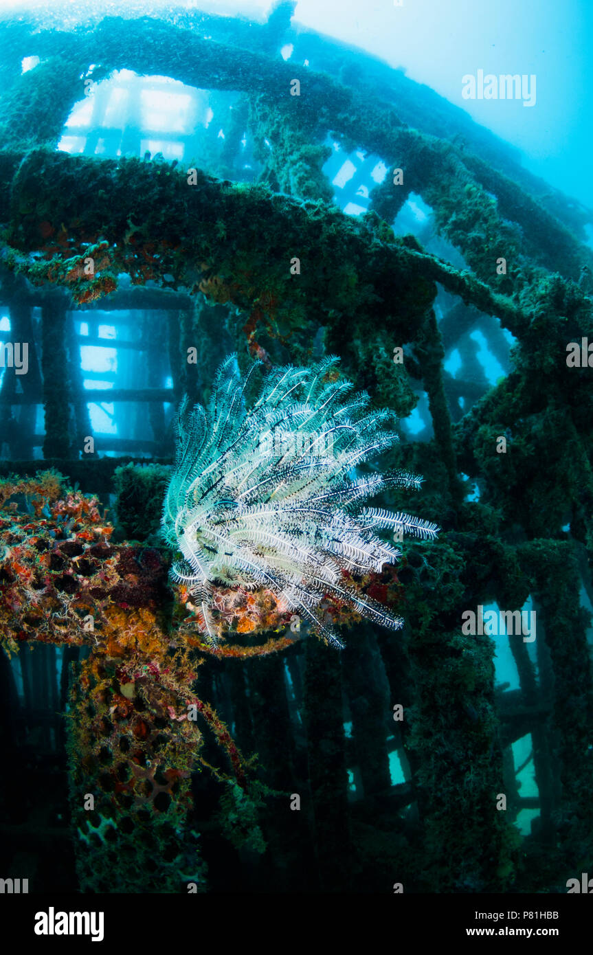Crinoide sul reef artificiale. Lungo il lato est di Mabul, diversi dive resort hanno collaborato per creare un reef artificiale. Una varietà di man-made Foto Stock