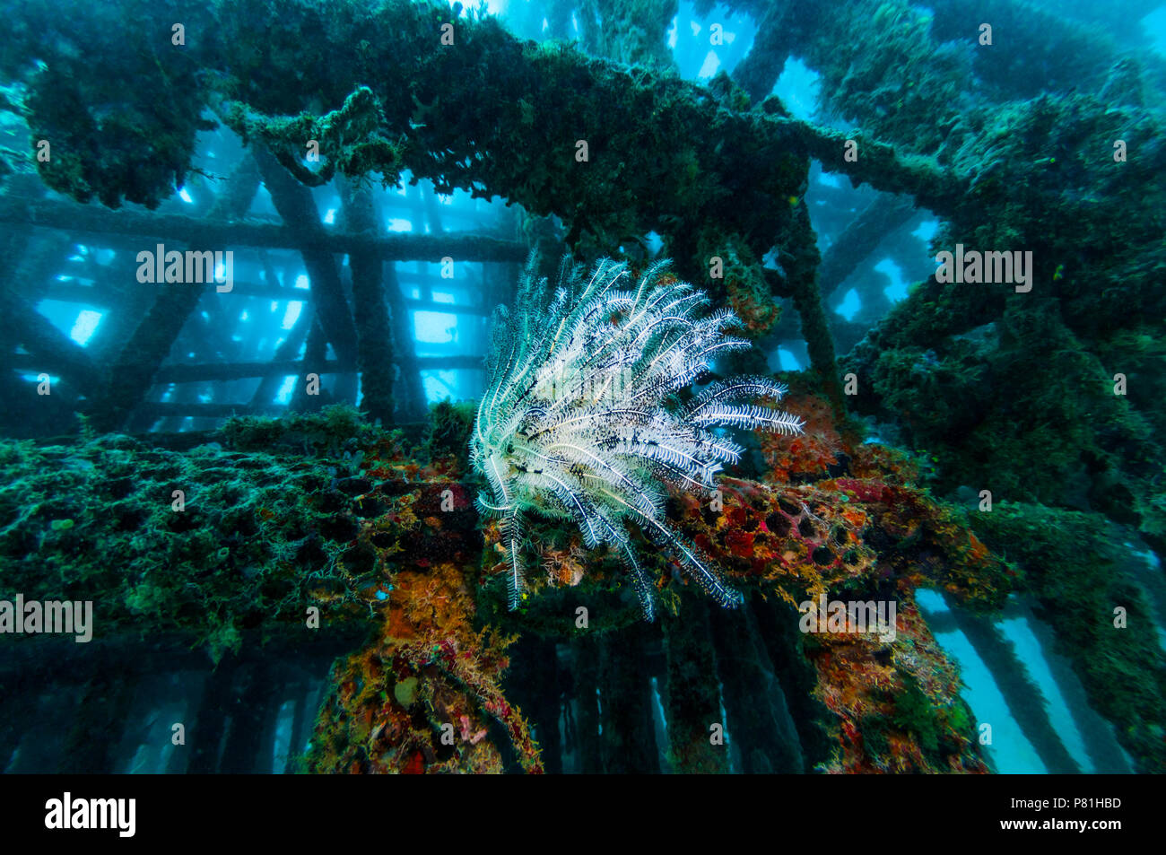 Crinoide sul reef artificiale. Lungo il lato est di Mabul, diversi dive resort hanno collaborato per creare un reef artificiale. Una varietà di man-made Foto Stock