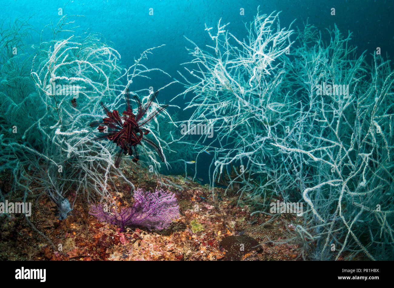 Corallo nero [Antipathes dichotoma]. Papua occidentale, in Indonesia. Foto Stock