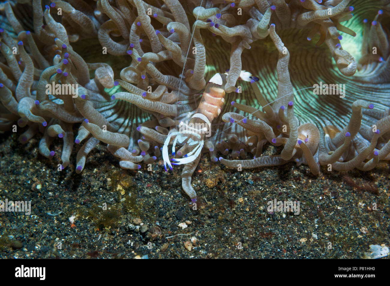 Magnifica gamberi [Periclemenes magnifico] sui tentacoli di Catalophyllia jardinei. Lembeh strait, Nord Sulawesi, Indonesia. Foto Stock