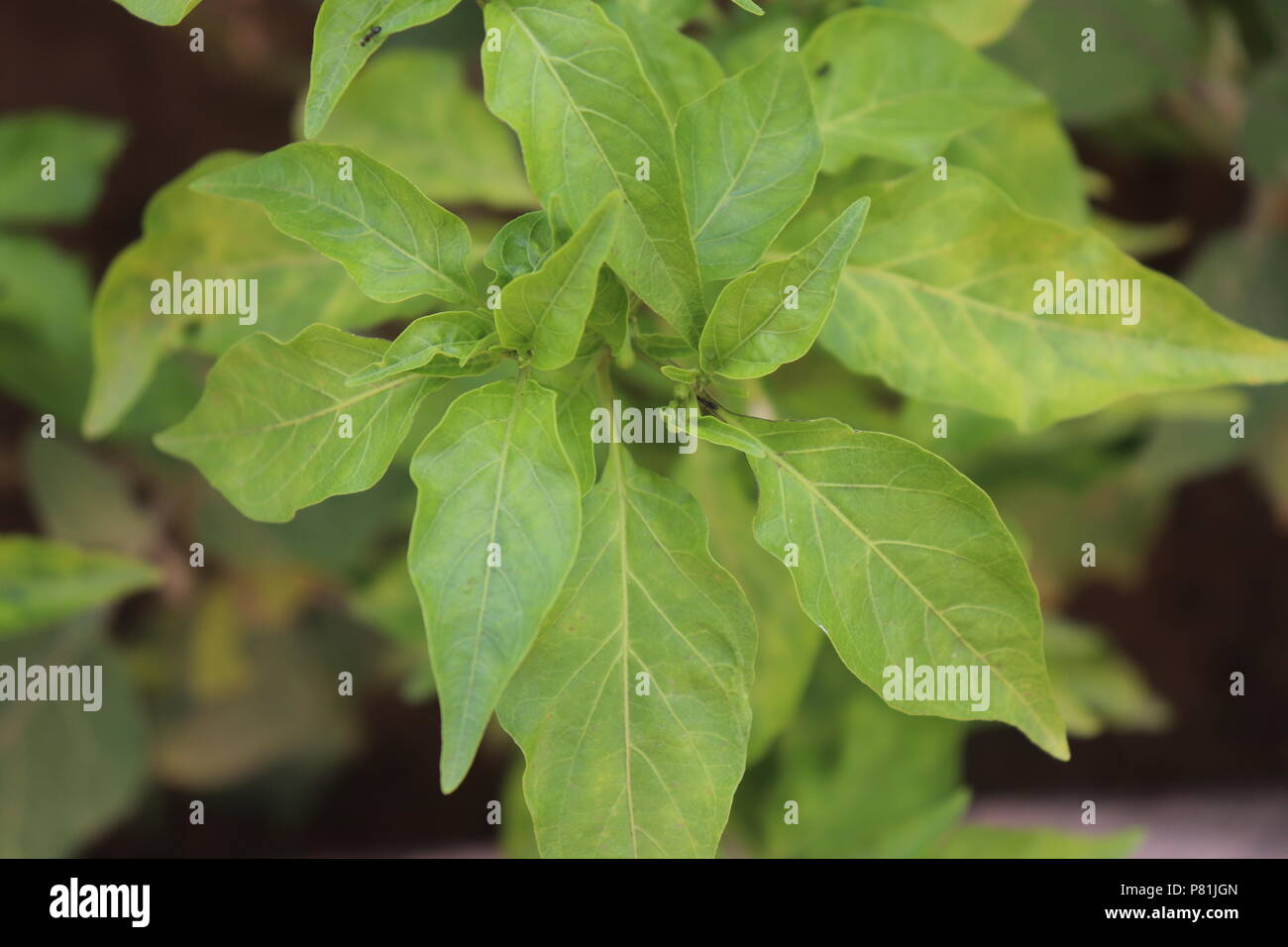 Un bel verde foglie fresche impianto Foto Stock