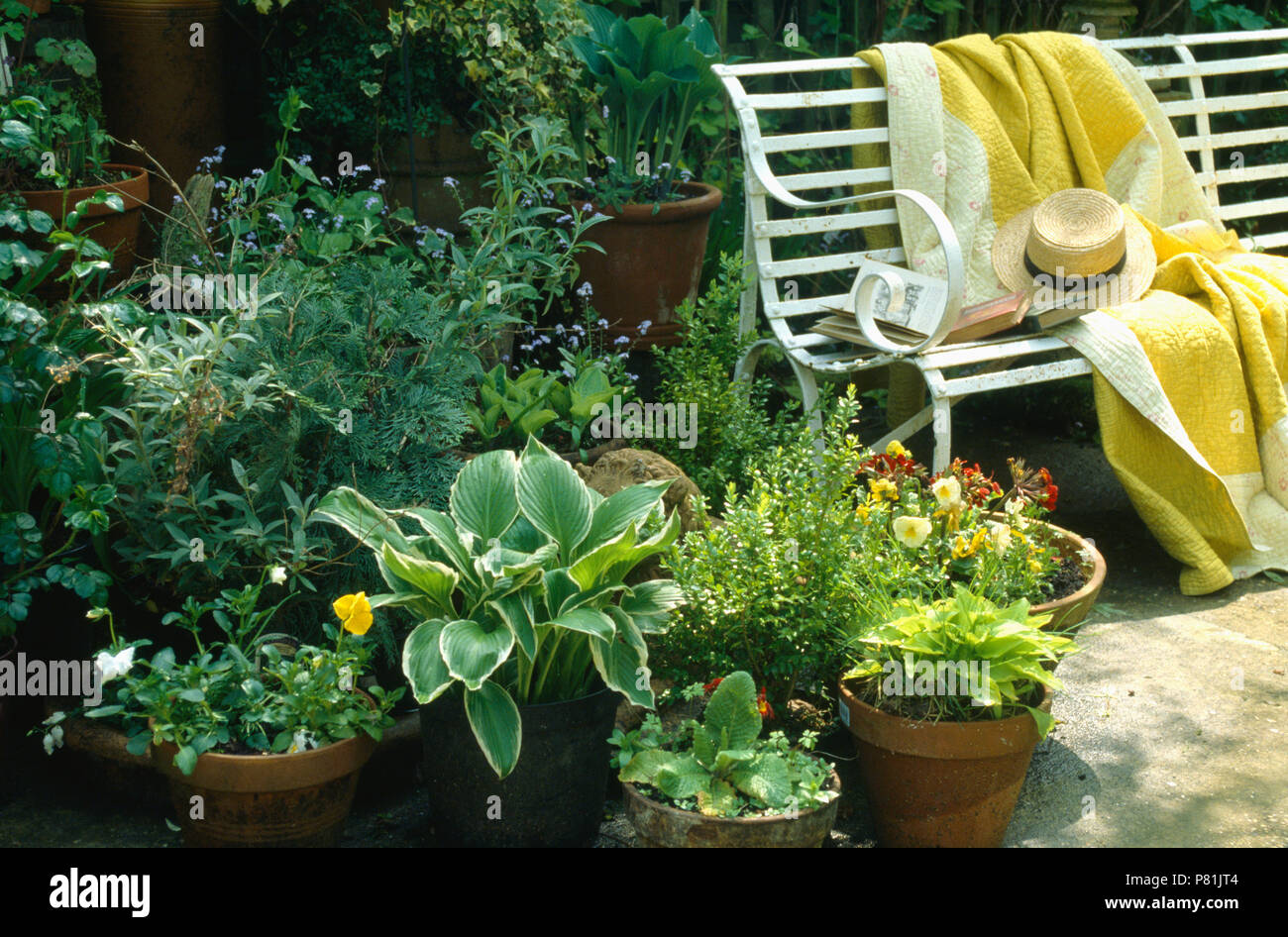 Hosta e pansies in vasi sul patio con giallo trapuntato e gettare il vecchio bianco ferro battuto panchina Foto Stock