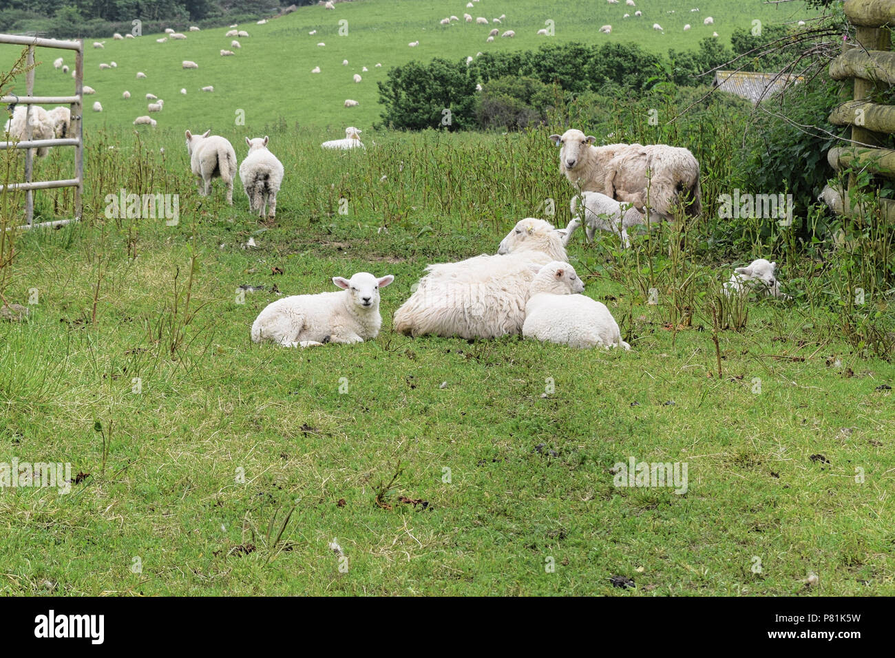 Le pecore e gli agnelli in primo piano con un gregge di pecore al pascolo nel campo al di là di Foto Stock