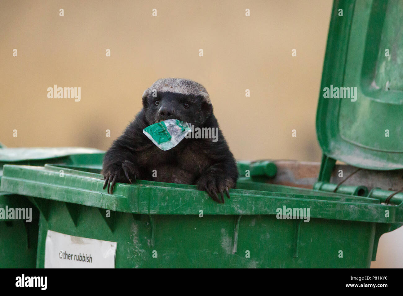 Miele di africani badger scavo per il cibo nel cestino della spazzatura, sembra divertente come Oscar il granchio, scomparti di separazione Foto Stock