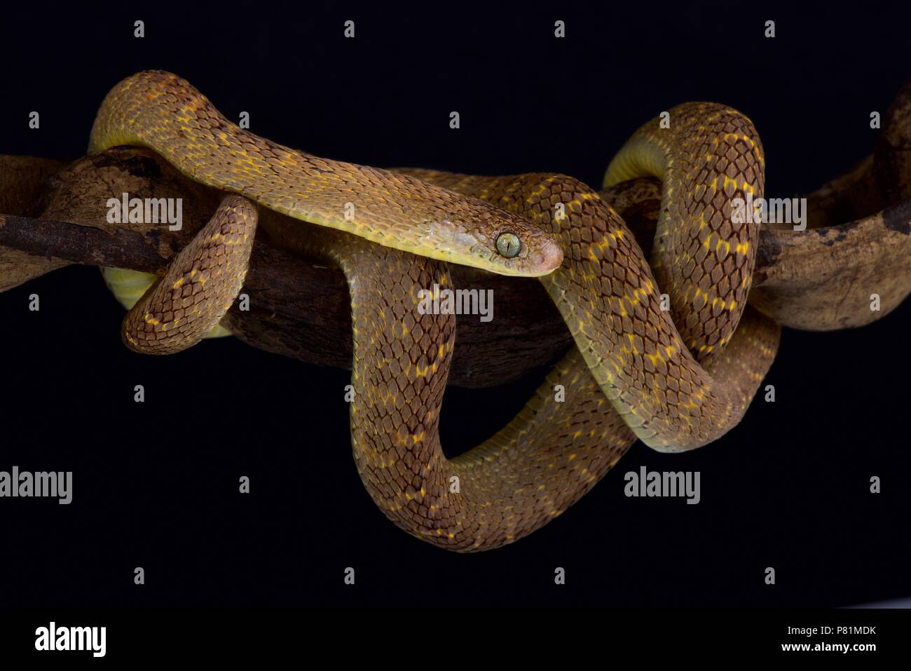 Africa centrale di uovo di serpente mangiare (Dasypeltis fasciata) è noto a imitare il modello e la colorazione di alcuni serpenti velenosi come Causus rhombeat Foto Stock