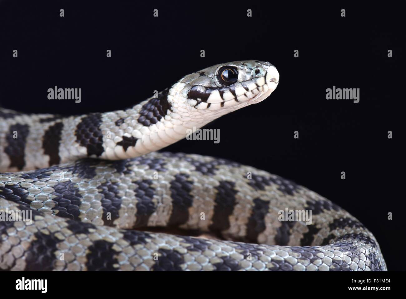 Il Milos biscia dal collare (Natrix natrix schweizeri ) è un altamente minacciate specie di serpente endemico isola di Milos, Grecia. Foto Stock