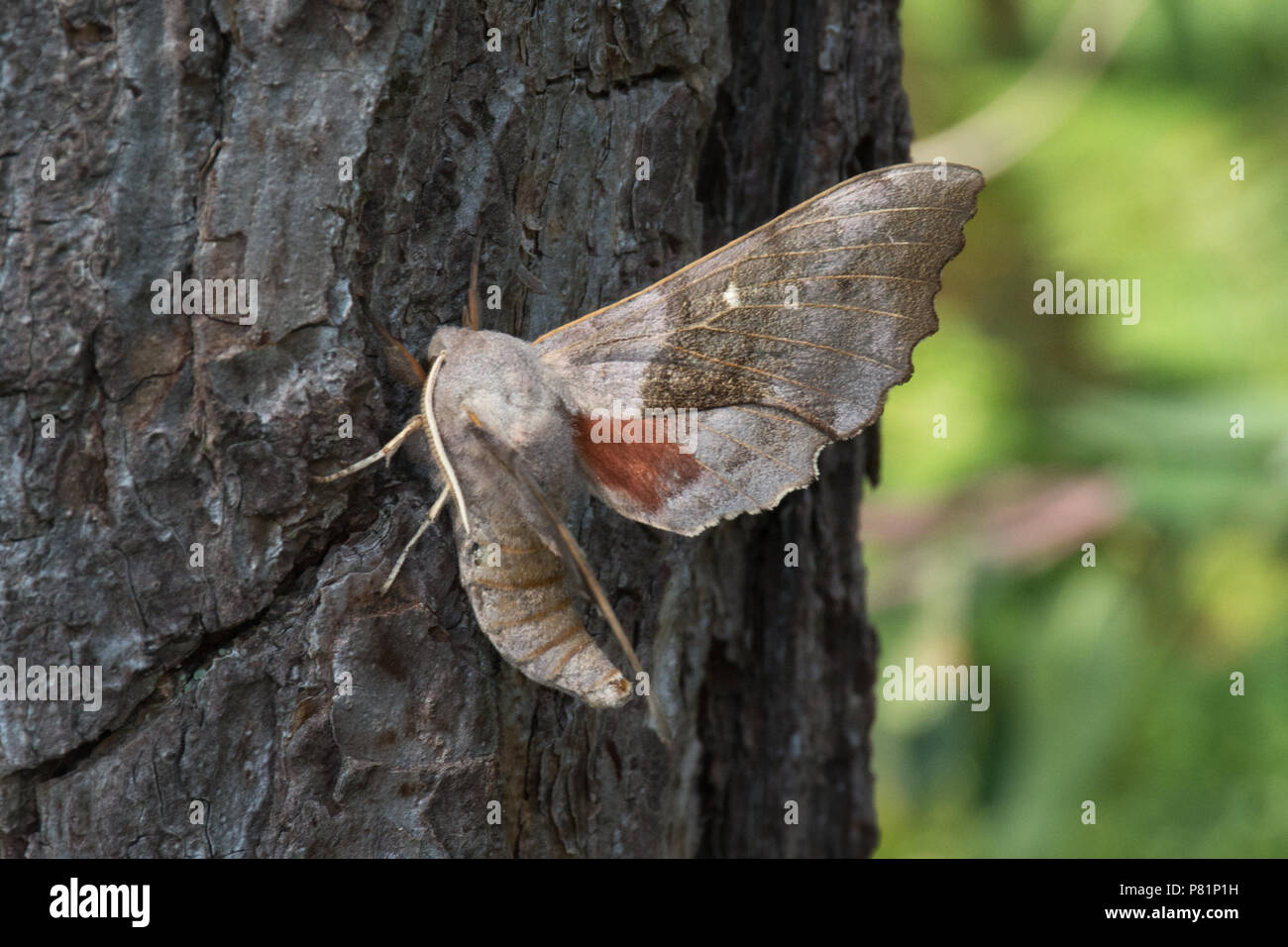 Il PIOPPO hawk-moth (Laothoe populi), una splendida grande falena, su un tronco di albero, REGNO UNITO Foto Stock