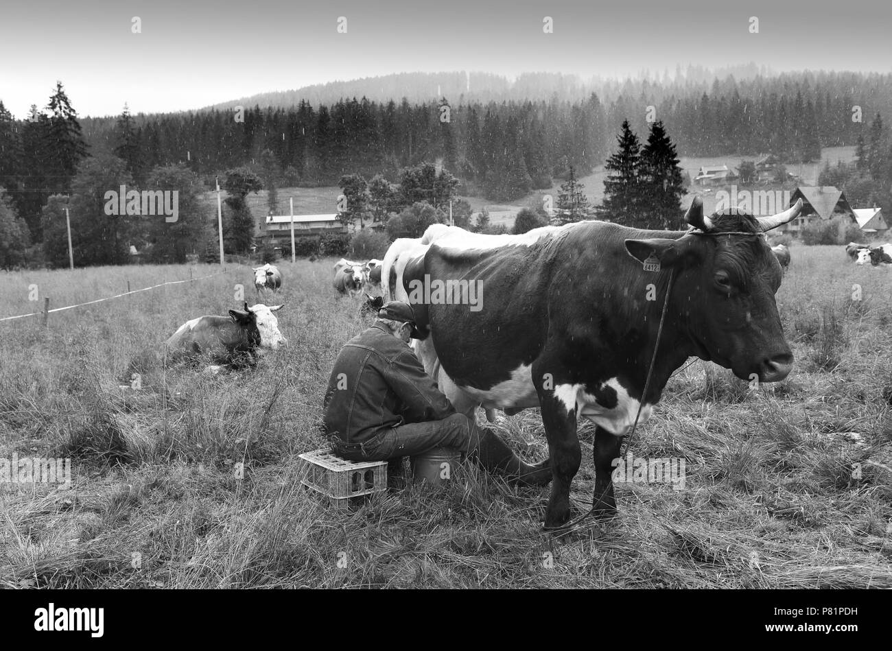 Il polacco agli allevatori di vacche di mungitura a mano nel viillage Witow, Tatra County, vicino a Zakopane (Polonia). Foto Stock