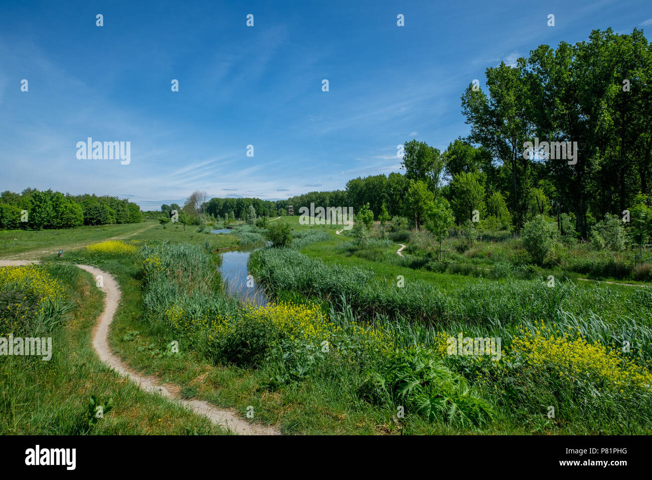 Paesaggio di polder, una zona di ricreazione vicino a Rotterdam Foto Stock